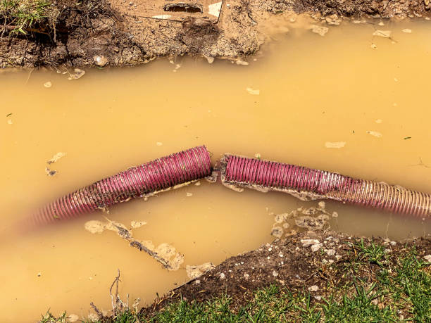 Best Local water damage restoration  in Pine Air, FL